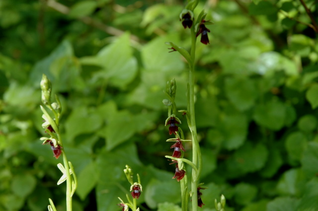 Ophrys insectifera